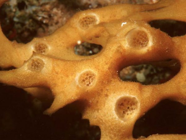 Callyspongia subarmigera Guam 459-28_1