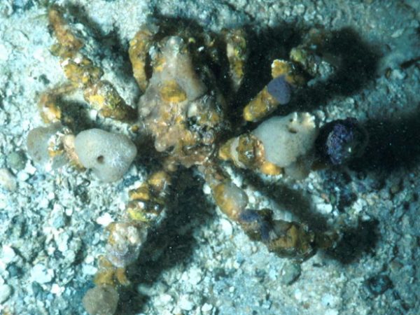 Camposcia retusa Guam 367-13