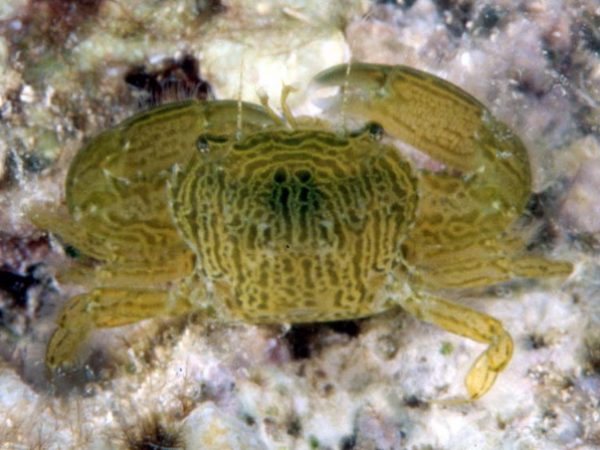 Caphyra rotundifrons Guam 790-23