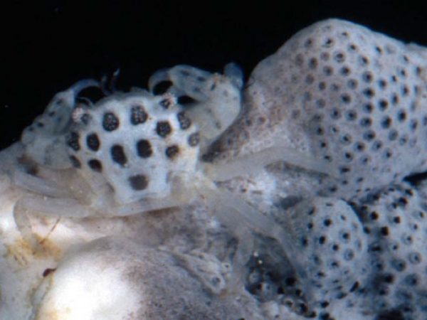 Caphyra unidentata~ Guam 834-34