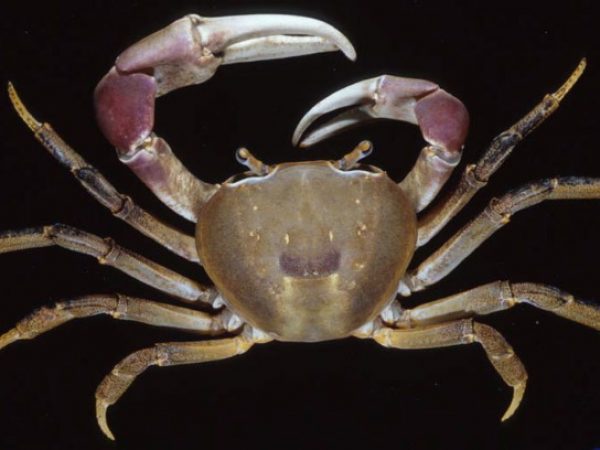 Cardisoma carnifex Guam 791-29