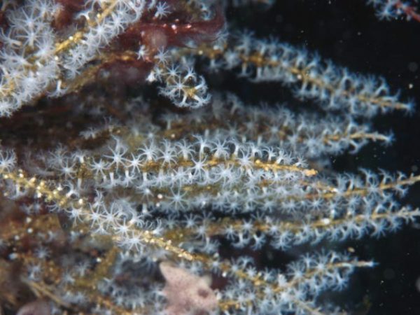 Carijoa sp.1 Guam 512-3