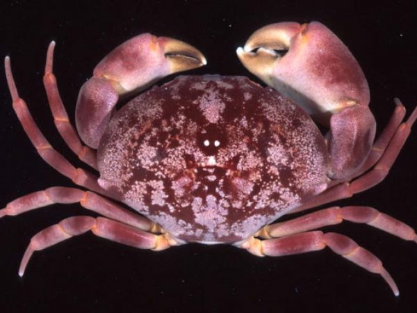 Carpilius convexus Guam 831-36