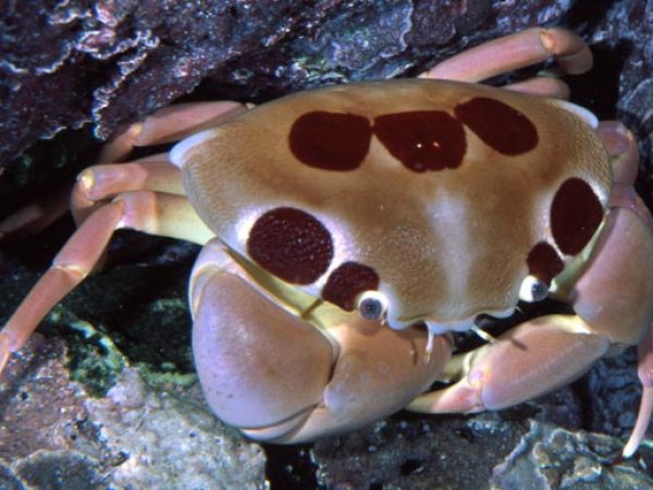 Carpilius maculatus Guam 820-13