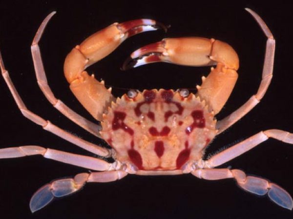 Carupa ohashii Guam 818-32