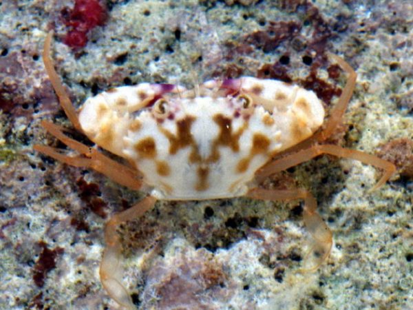 Carupa sp. 2 Guam 767-4