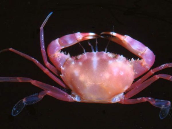 Carupa tenuipes Guam 694-24