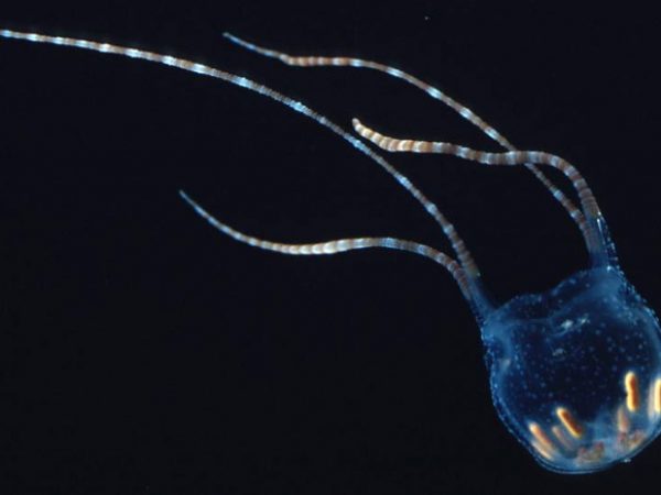 Carybdea sivickisi Cetti Bay 3m RFM