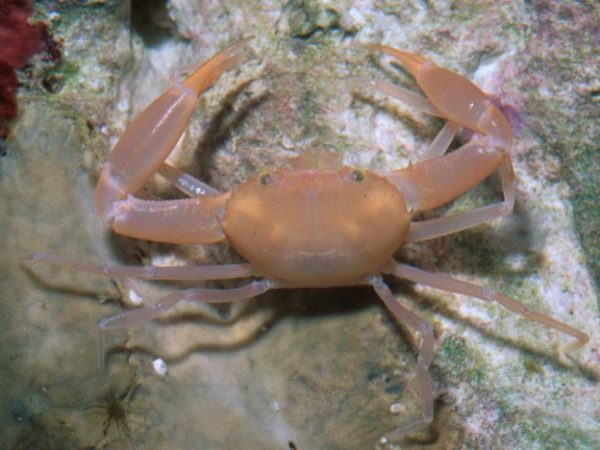 Catoptrus nitidus Guam 571-4