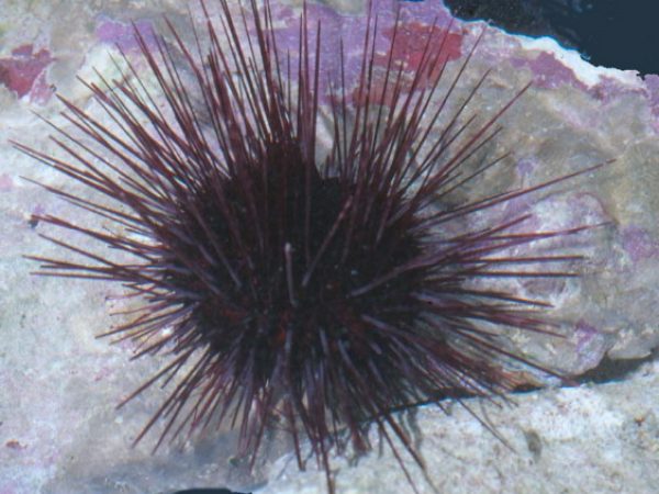 Centrostephanus~ Guam 580-31