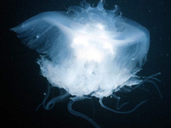 Cephea cephea Guam 359-34