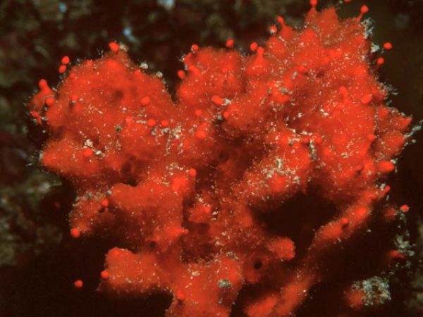 Ceratopsion sp. 1 Guam 651-6_1