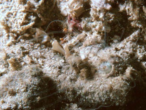 Ceriantharia sp. 1 Guam 265-2
