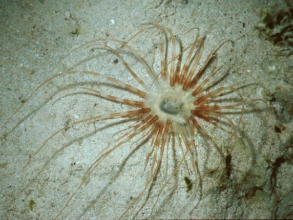 Ceriantharia sp. 2 Guam 384-27