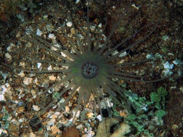 Ceriantharia sp. 3 Guam 826-13