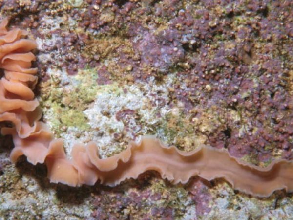 Cestoplanidae sp. 1 Guam 403-20