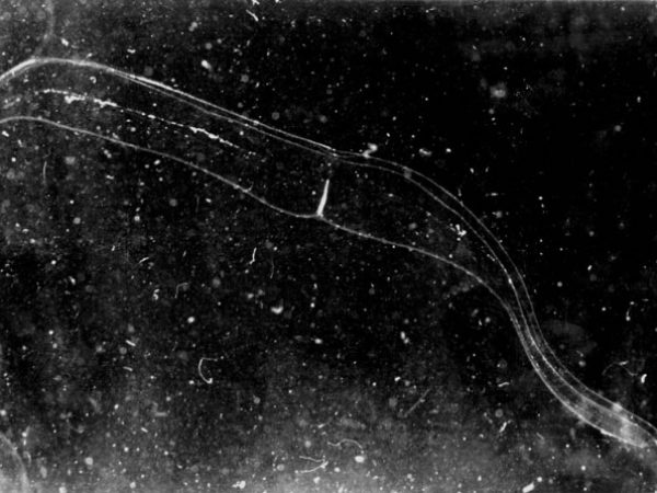 Cestum_veneris_Guam_WH-009_1