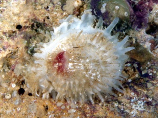 Chama asperella Guam 778-27