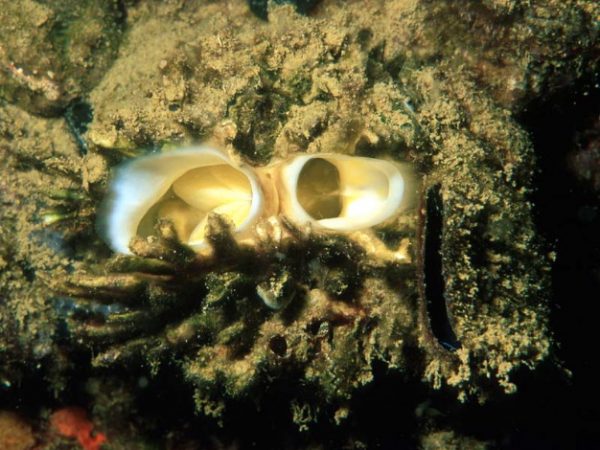 Chama lazarus Guam 525-7