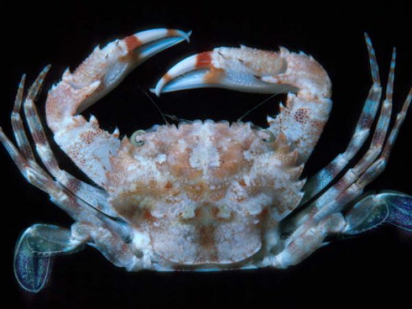 Charybdis aff. omanensis Guam 422-1