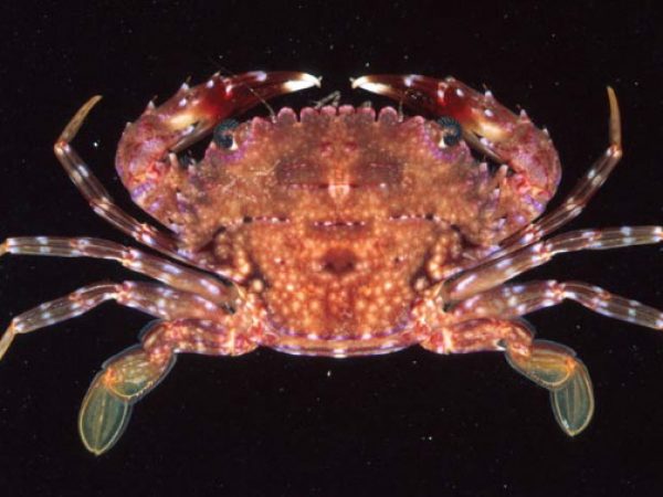 Charybdis hawaiensis Guam 828-24