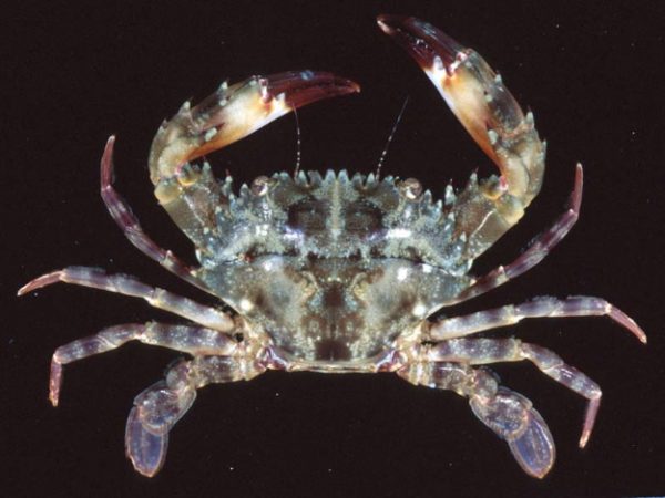 Charybdis hellerii Guam 749-12