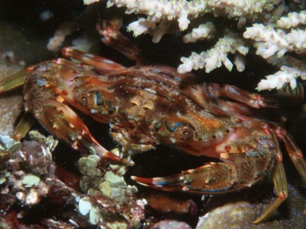 Charybdis obtusifrons Guam 597-18