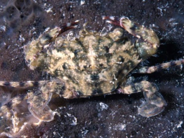 Charybdis orientalis Guam 513-19