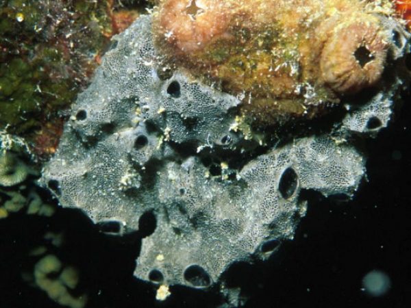 Chelonaplysilla sp. 1 Guam 531-27_1