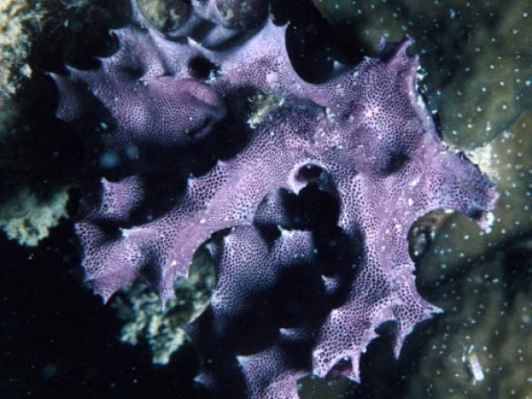 Chelonaplysilla sp. 2 Guam 513-10_1