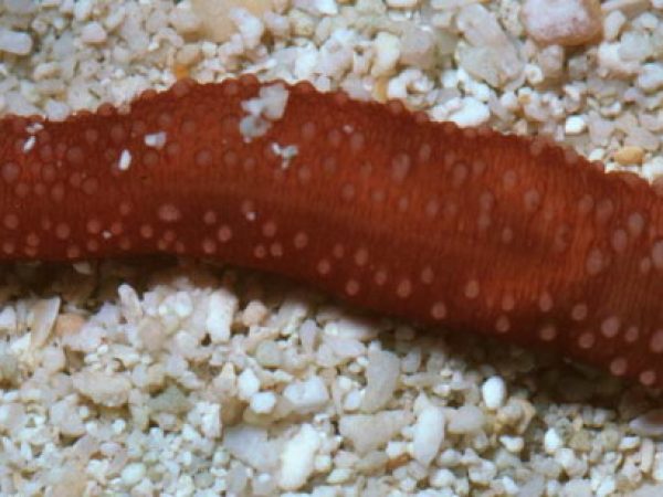 Chiridota hawaiiensis Guam 534-22