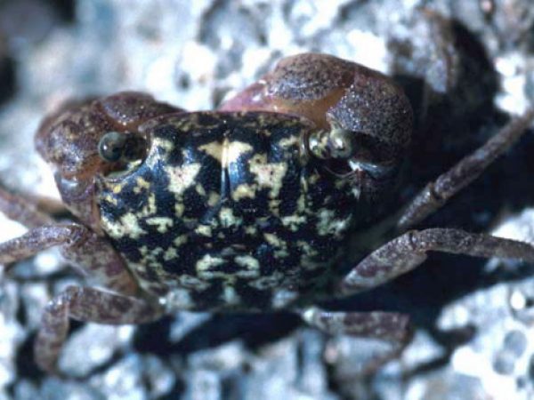 Chiromantes obtusifrons Guam 423-8