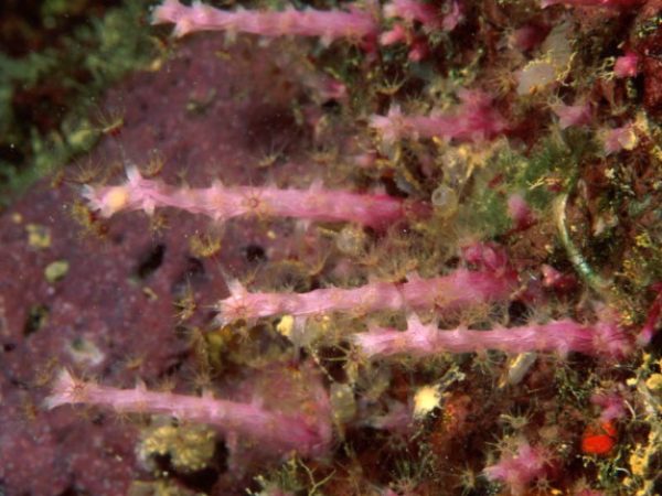 Chironephthya sp. 1 Guam 531-29