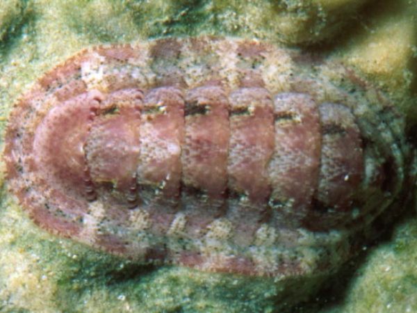 Chiton (Tegulaplax) hululensis Guam 528-11_2