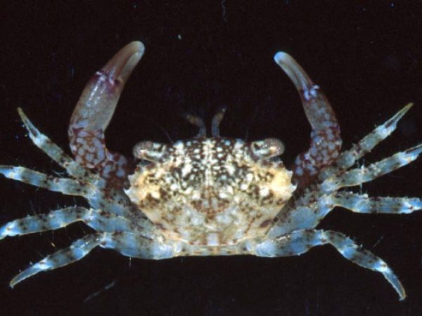 Chlorodiella cytherea Guam 859-21