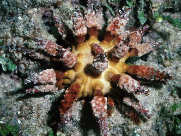 Chondrocidaris brevispina Guam 337-10