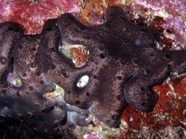 Chondrosia corticata Guam 763-13_1