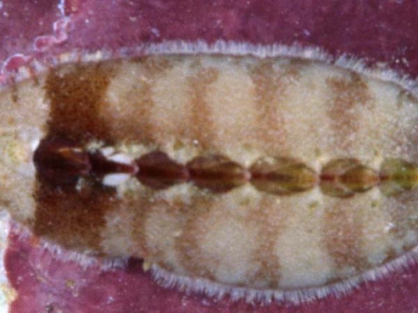 Choneplax~Cryptoplax sp Guam 692-8_2