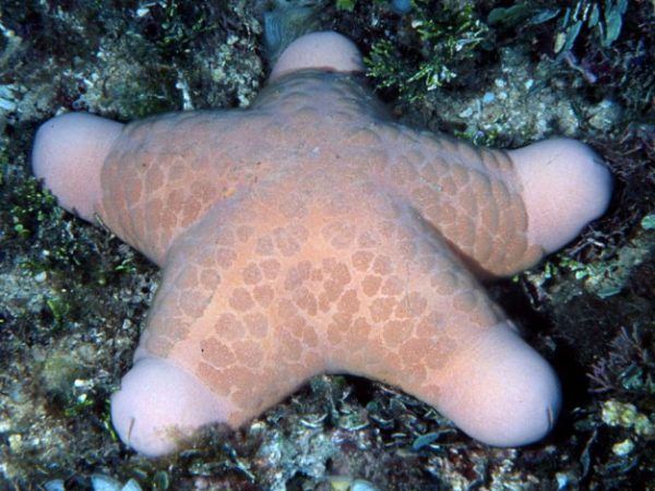 Choriaster granulatus Guam 775-11