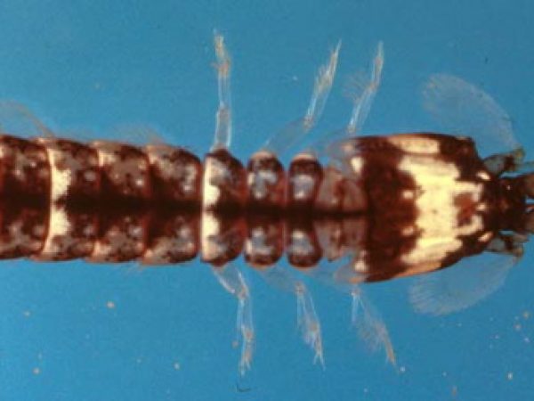 Chorisquilla gyrosa Guam Kropp