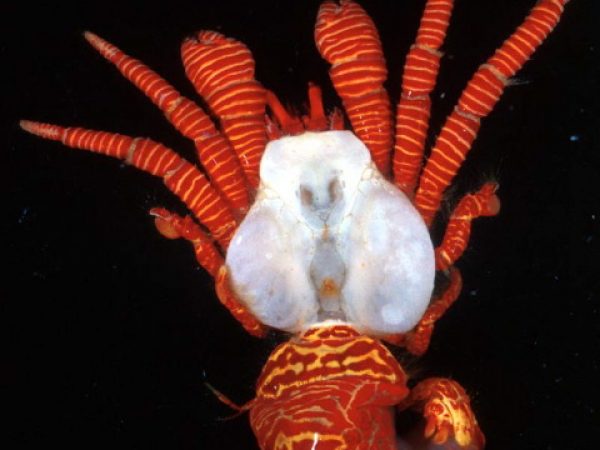 Ciliopagurus strigatus Guam 751-27