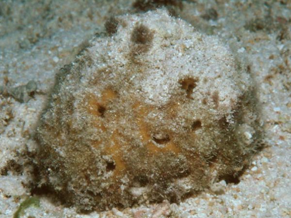 Cinachyra Guam 578-27_1