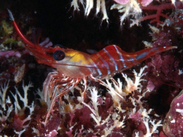 Cinetorhynchus hiatti Guam 815-2