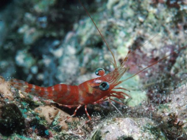 Cinetorhynchus reticulatus Guam 516-25