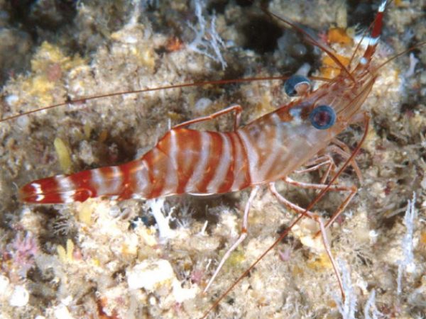 Cinetorhynchus striatus Guam 816-15