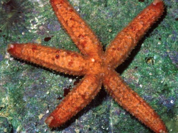 Cistina columbiae Guam 533-3