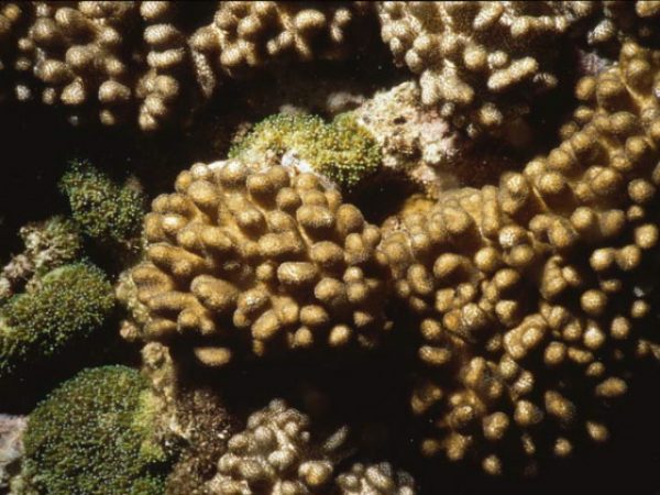 Cladiella krempfi Benayahu Pl-IA