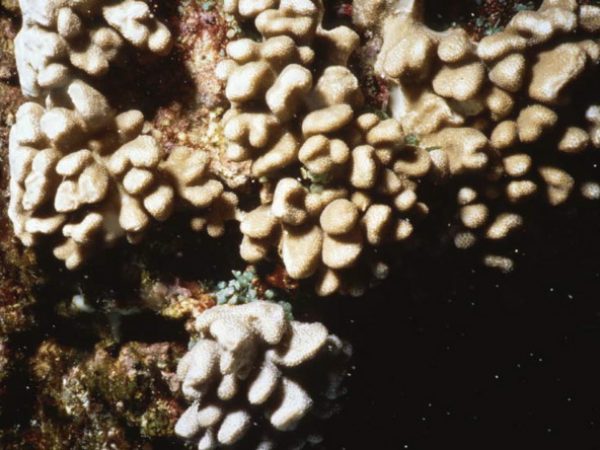 Cladiella pachyclados Benayahu Pl-IC