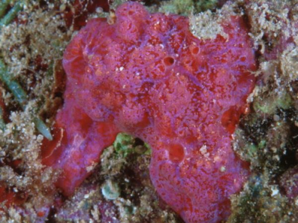 Clathria (Wilsonella) sp. 2 Guam 746-12_1