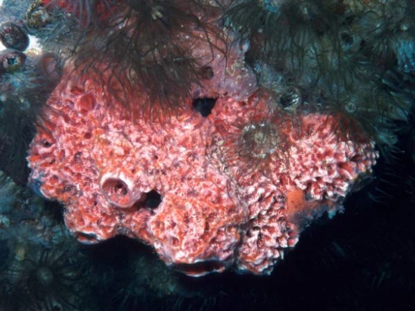 Clathria basilana Guam 536-11_1